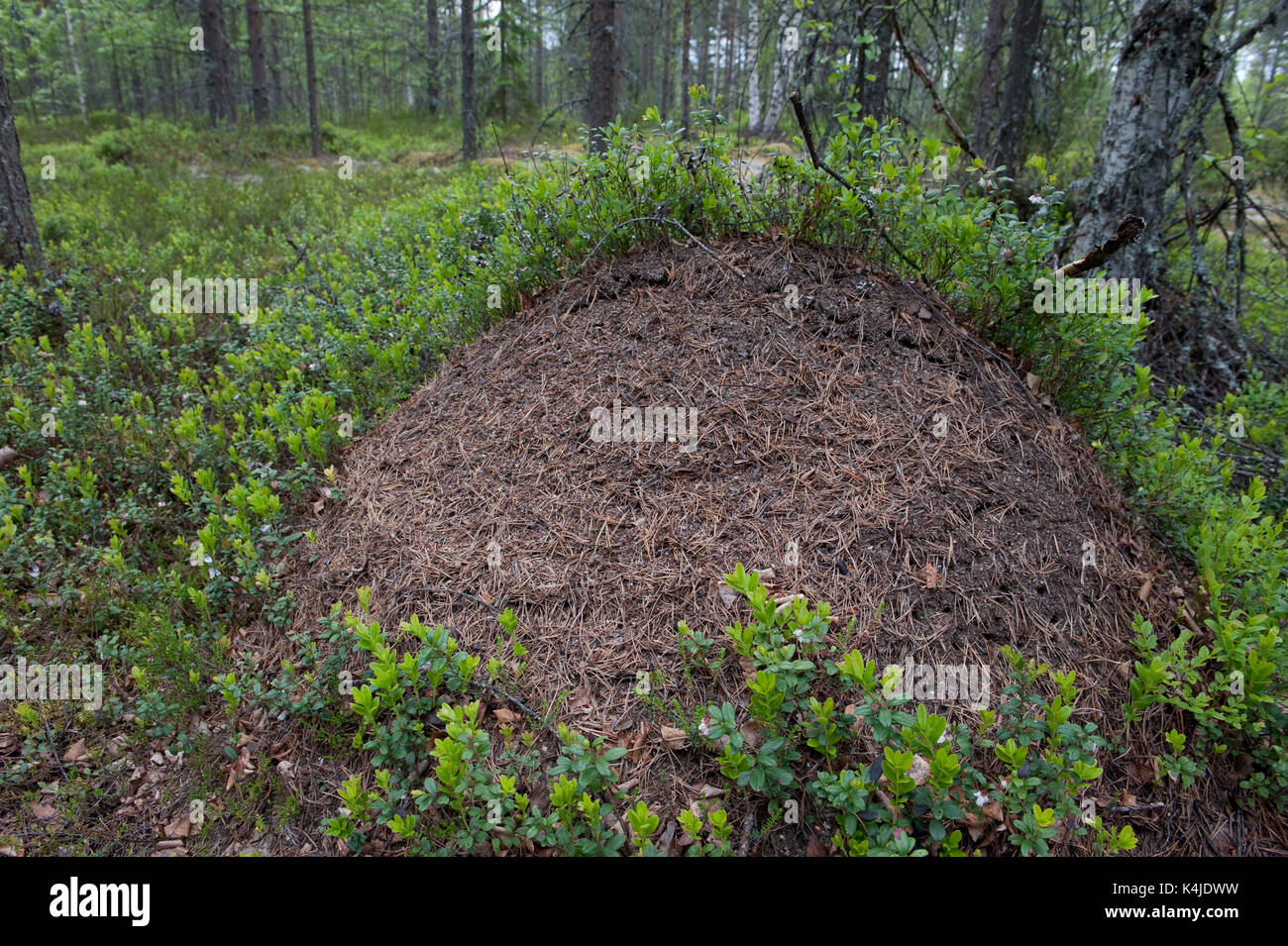 Legno grande nido di formiche, Hymenoptera Formicidae:, Kuhmo, in Finlandia, lentiira, nel bosco Foto Stock