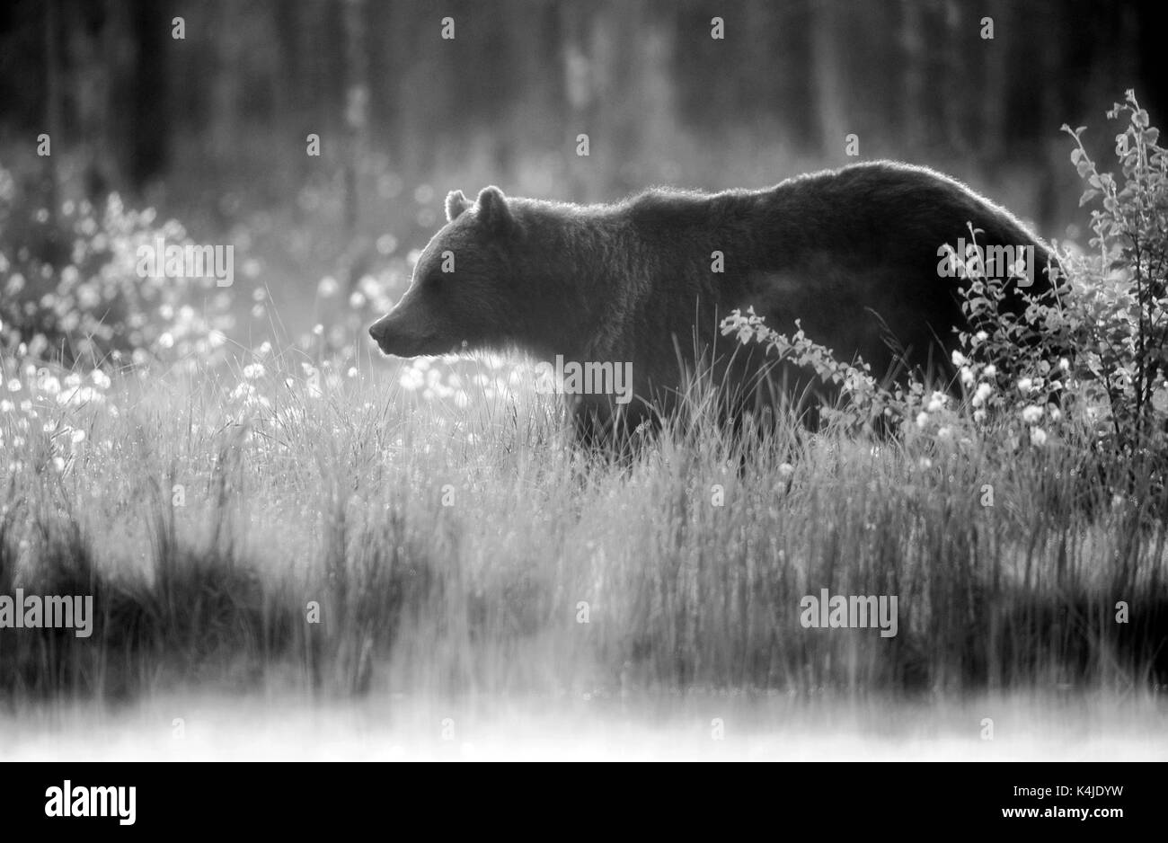 Unione di orso bruno Ursus arctos arctos, Kuhmo, in Finlandia, lentiira, vartius vicino al confine russo, rovistando nella foresta, in bianco e nero Foto Stock