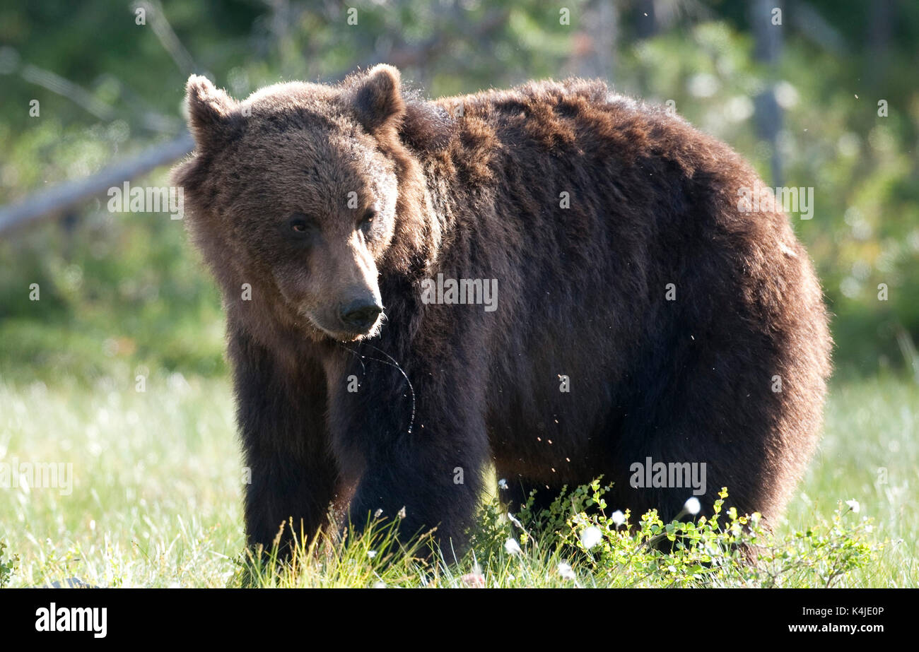 Unione di orso bruno Ursus arctos arctos, Kuhmo, in Finlandia, lentiira, vartius vicino al confine russo, rovistando nella foresta, la mattina presto Foto Stock