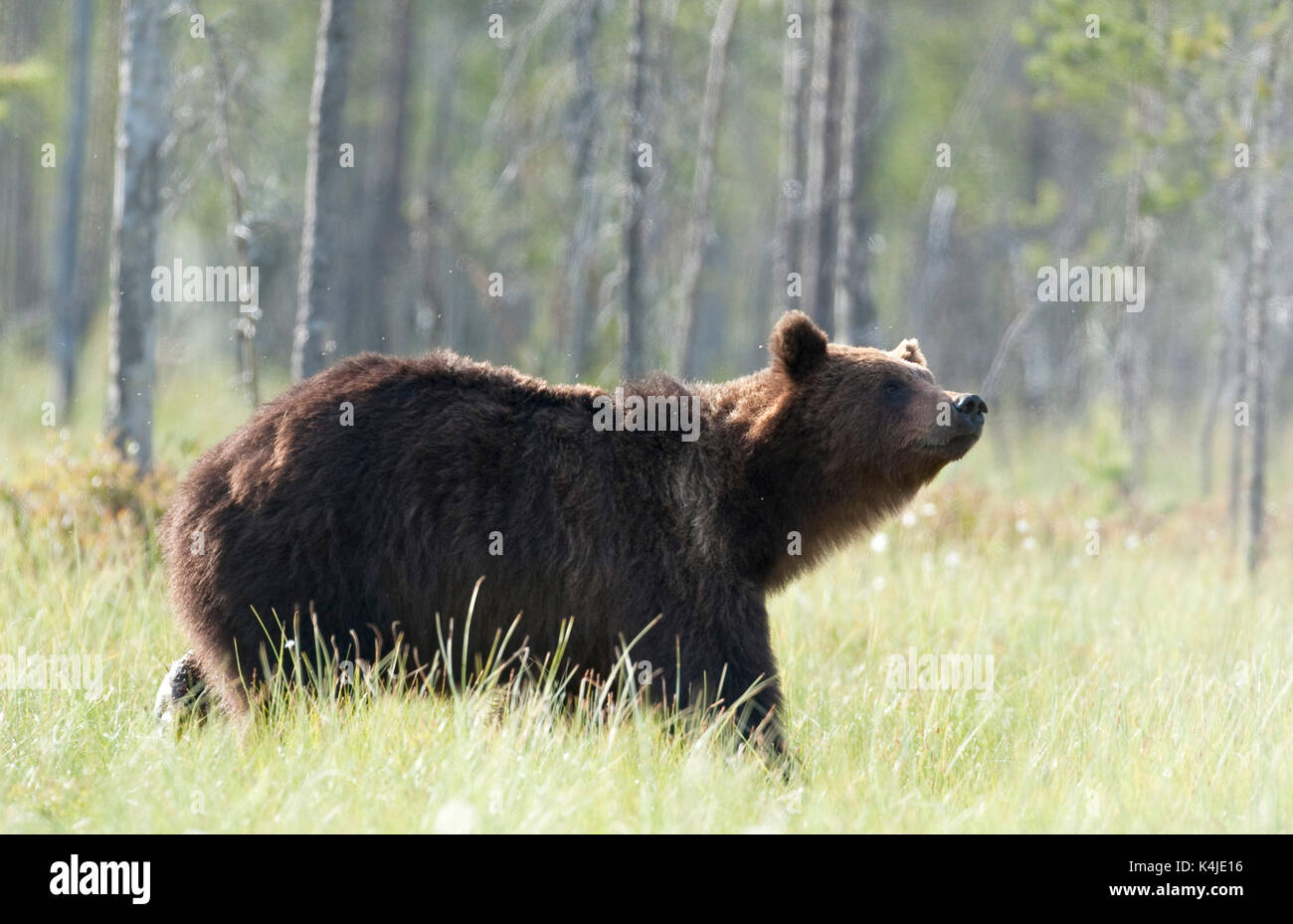 Unione di orso bruno Ursus arctos arctos, Kuhmo, in Finlandia, lentiira, vartius vicino al confine russo, rovistando nella foresta, la mattina presto Foto Stock