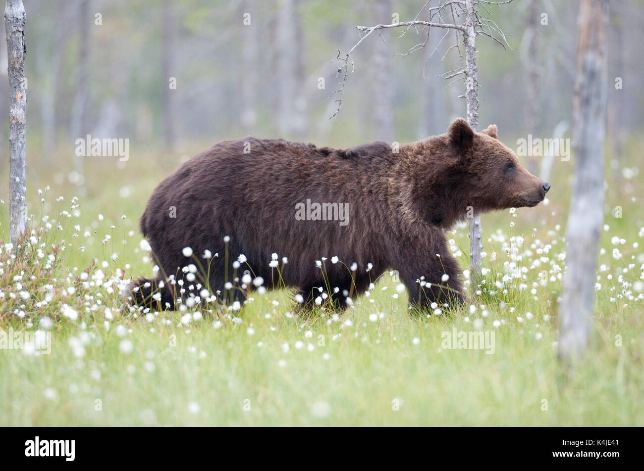 Unione di orso bruno Ursus arctos arctos, Kuhmo, in Finlandia, lentiira, vartius vicino al confine russo, rovistando in corrispondenza del bordo della foresta, palude Foto Stock