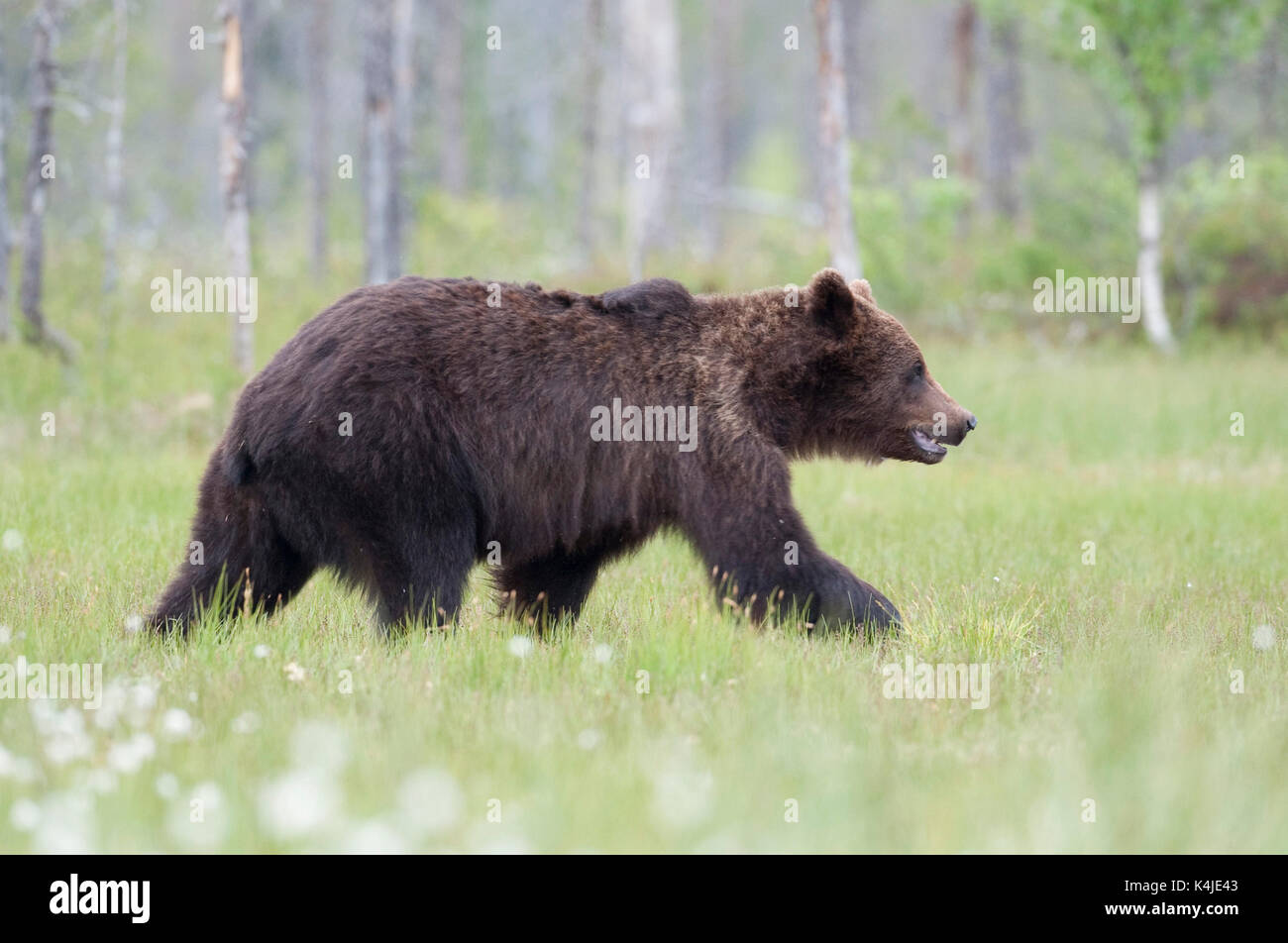 Unione di orso bruno Ursus arctos arctos, Kuhmo, in Finlandia, lentiira, vartius vicino al confine russo, rovistando in corrispondenza del bordo della foresta, palude Foto Stock