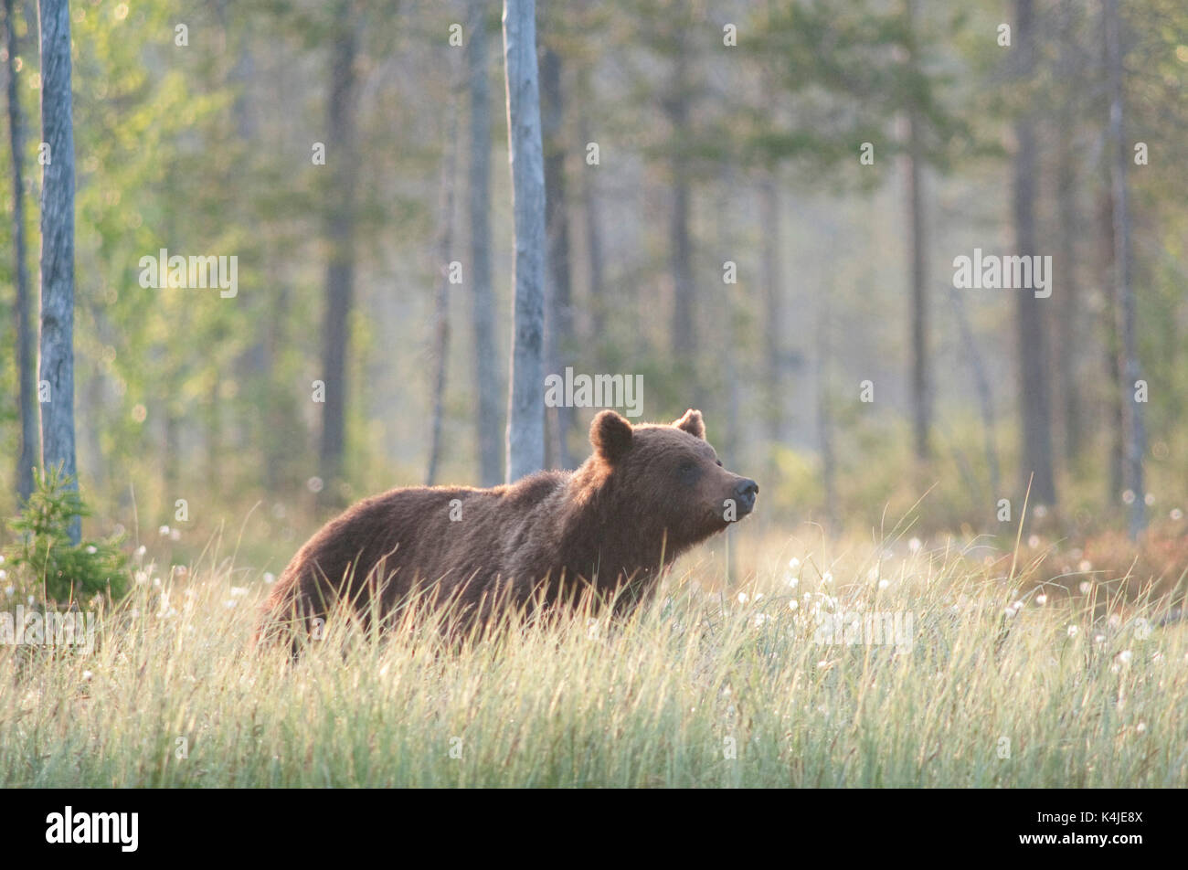 Unione di orso bruno Ursus arctos arctos, Kuhmo, in Finlandia, lentiira, vartius vicino al confine russo, rovistando in corrispondenza del bordo della foresta, la mattina presto all'alba Foto Stock