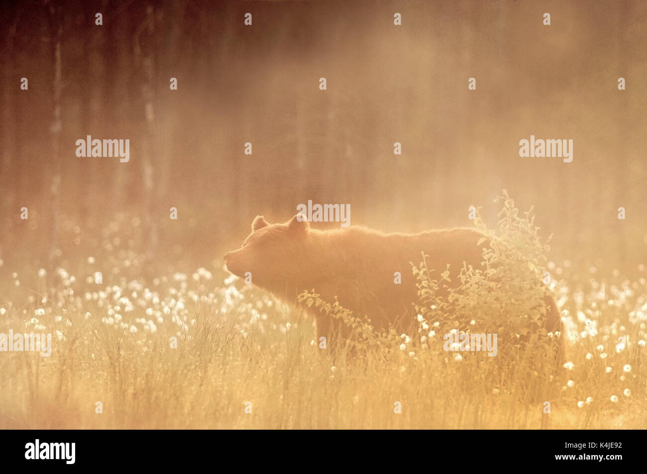 Unione di orso bruno Ursus arctos arctos, Kuhmo, in Finlandia, lentiira, vartius vicino al confine russo, rovistando in corrispondenza del bordo della foresta, la mattina presto all'alba Foto Stock