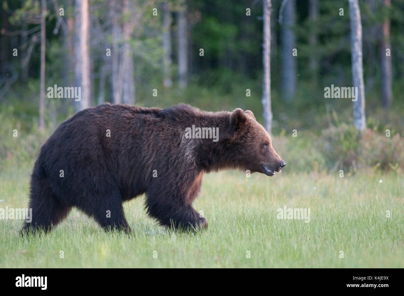 Unione di orso bruno Ursus arctos arctos, Kuhmo, in Finlandia, lentiira, vartius vicino al confine russo, camminando attraverso una palude Foto Stock