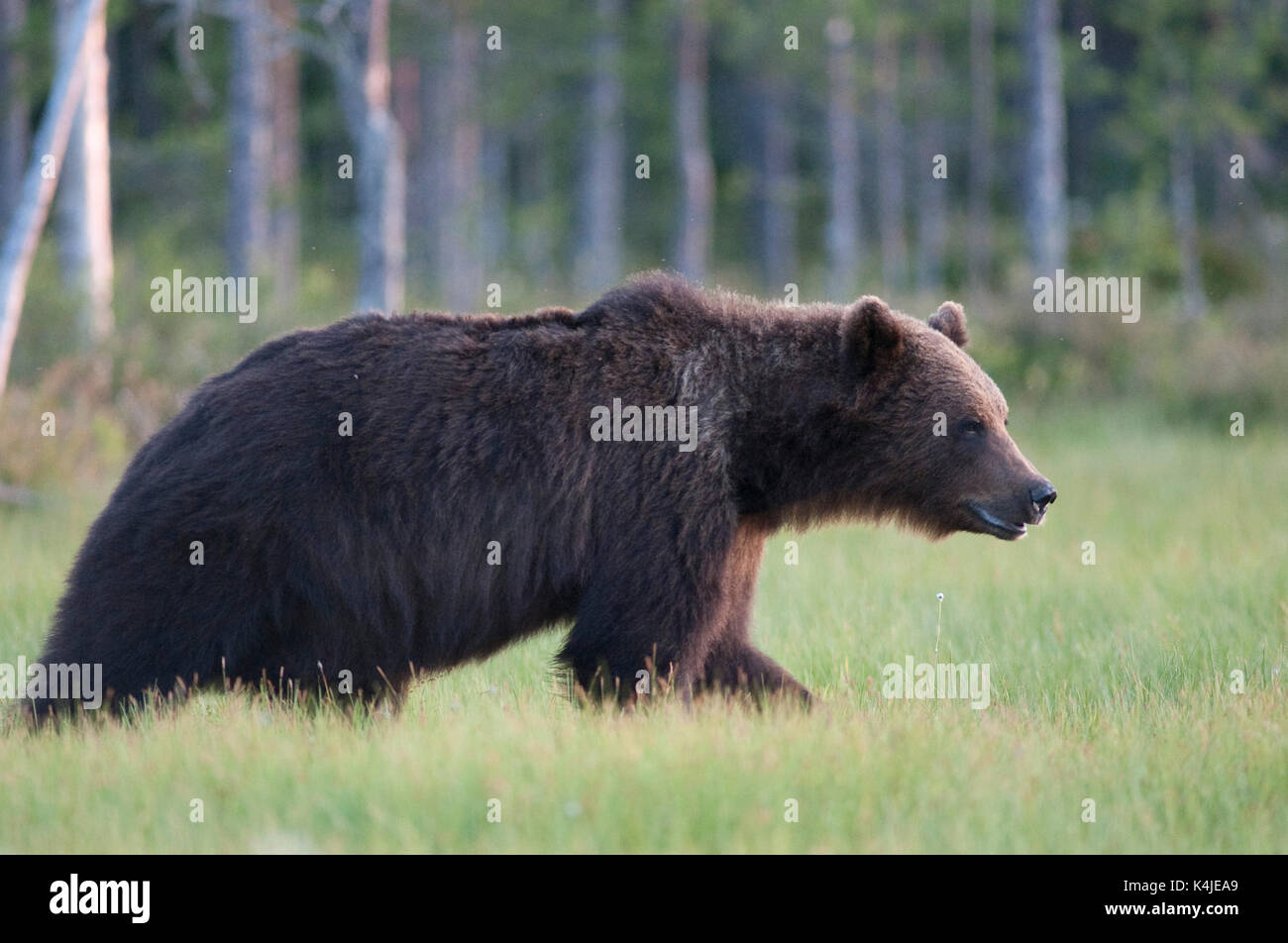 Unione di orso bruno Ursus arctos arctos, Kuhmo, in Finlandia, lentiira, vartius vicino al confine russo, camminando attraverso una palude Foto Stock