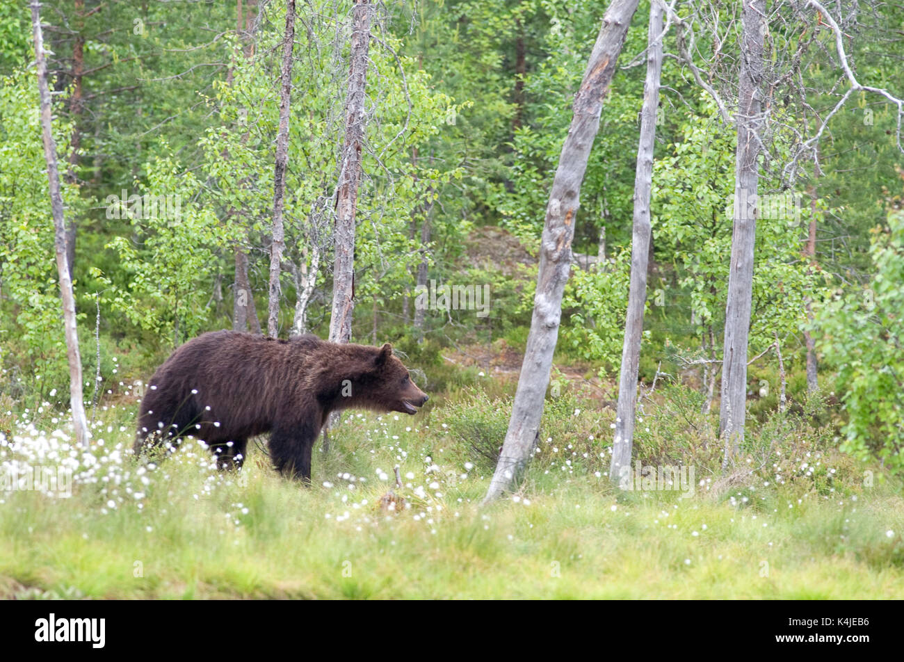 Unione di orso bruno Ursus arctos arctos, Kuhmo, in Finlandia, lentiira, vartius vicino al confine russo, rovistando in corrispondenza del bordo della foresta Foto Stock