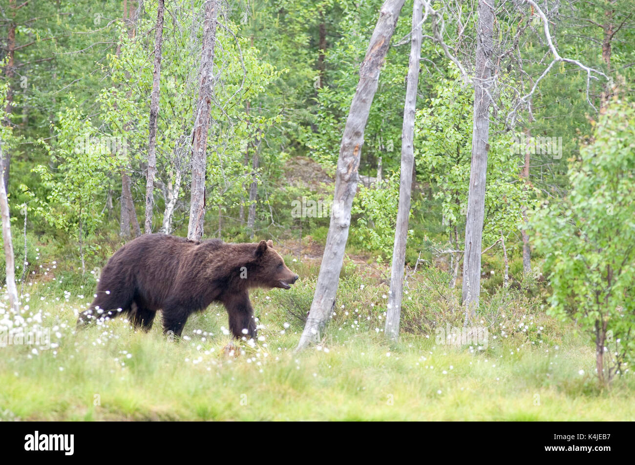 Unione di orso bruno Ursus arctos arctos, Kuhmo, in Finlandia, lentiira, vartius vicino al confine russo, rovistando in corrispondenza del bordo della foresta Foto Stock