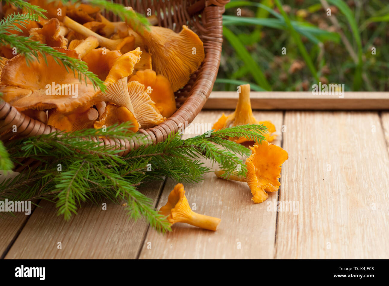 Funghi Commestibili Chanterelle In Canestro In Vimini Su Tavolo In Legno Con Abete All'Aperto. Fuoco Selettivo. Foto Stock