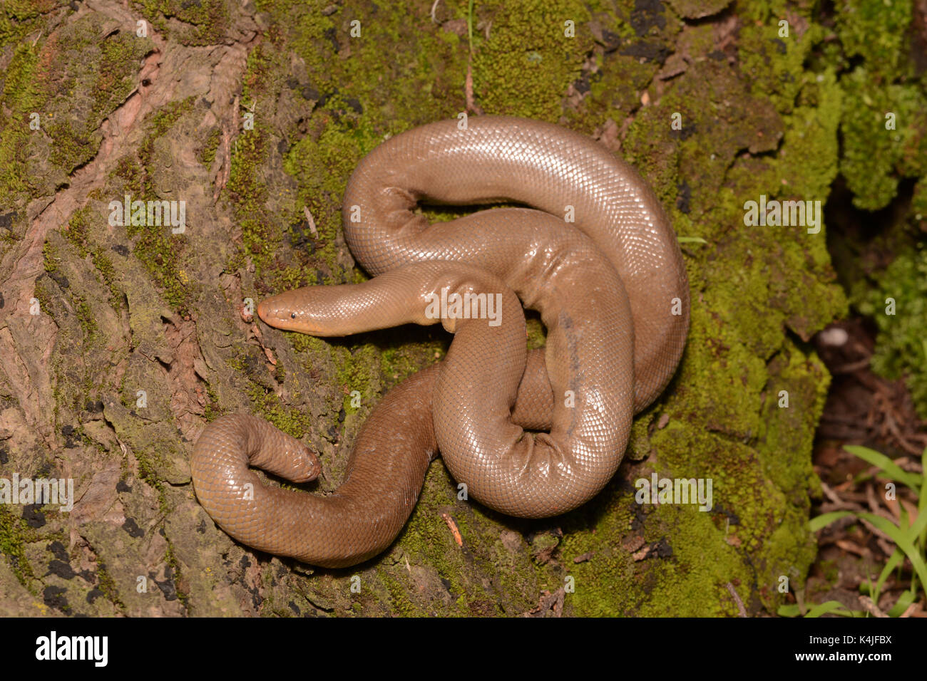 Gomma settentrionale boa (charina bottae) da San Mateo County, California, Stati Uniti d'America. Foto Stock