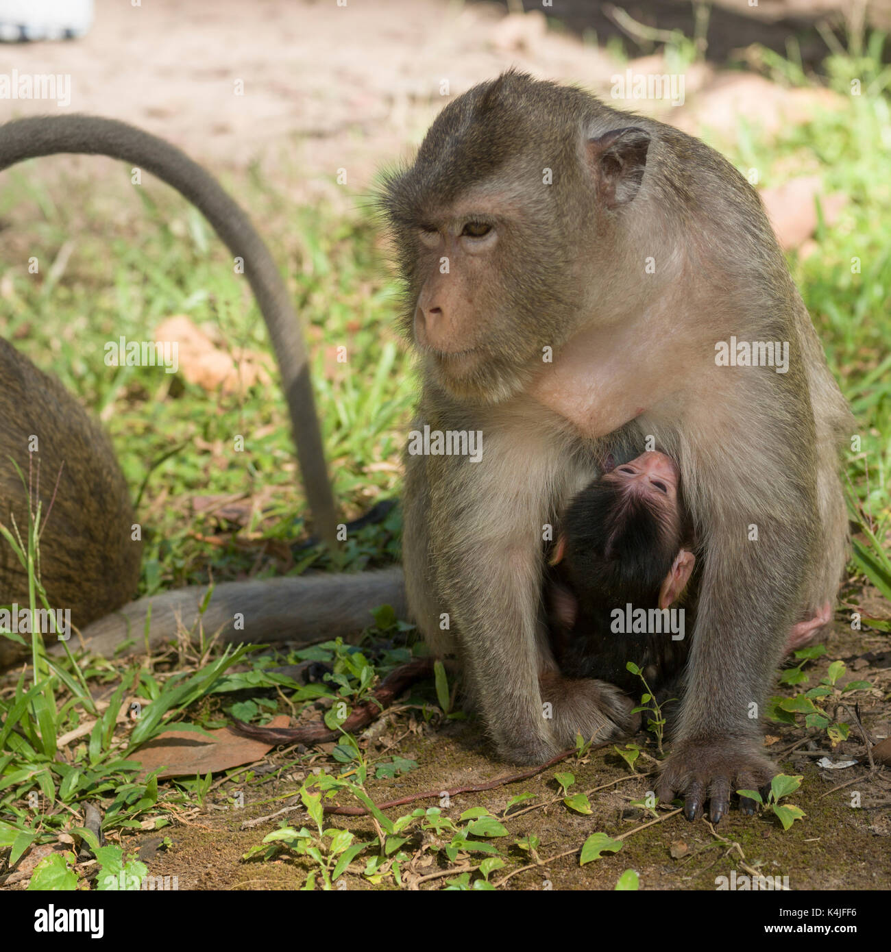 Close-up di scimmia allatta il suo bambino, krong siem reap, siem reap, Cambogia Foto Stock