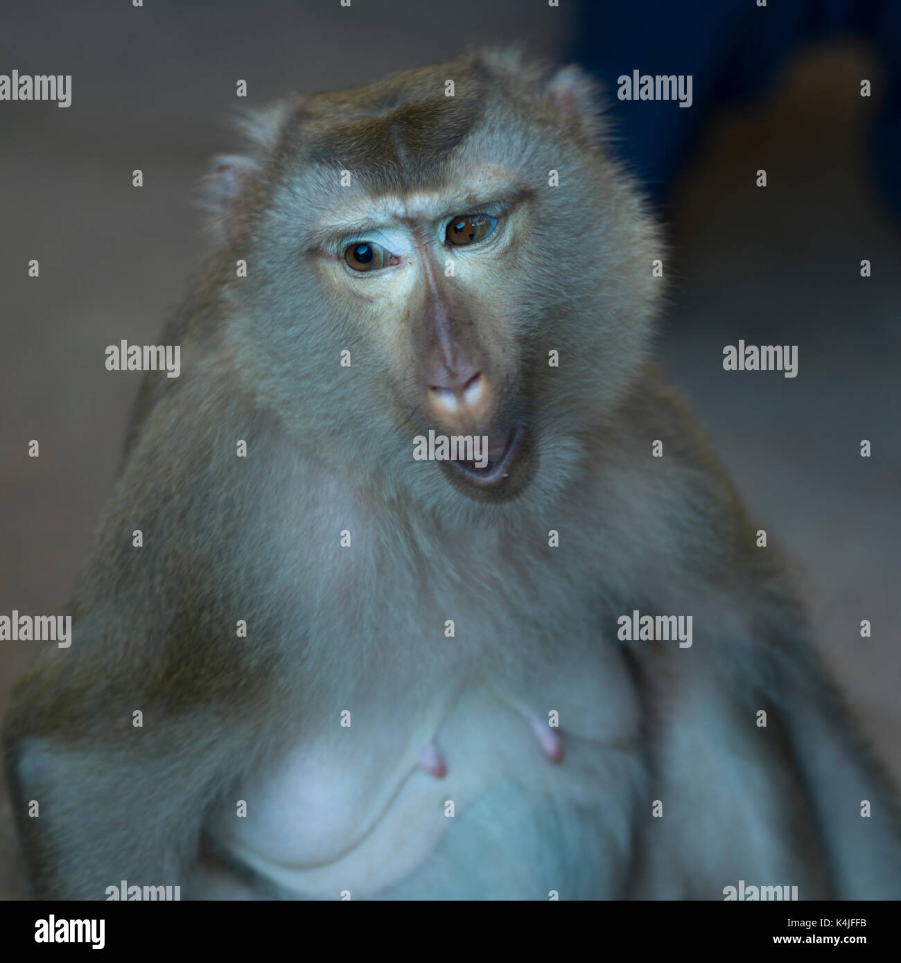 Close-up di scimmia, Krong Siem Reap, Siem Reap, Cambogia Foto Stock