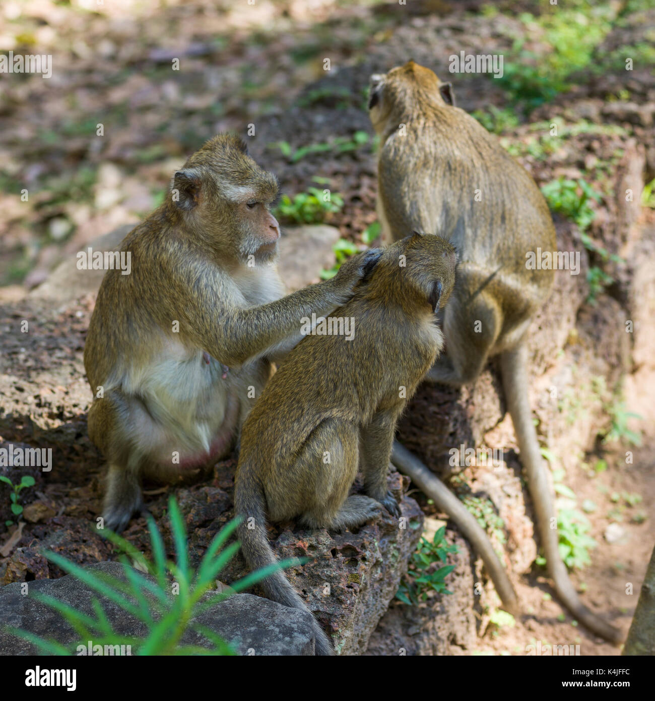 Le scimmie seduto sul muro di pietra, krong siem reap, siem reap, Cambogia Foto Stock