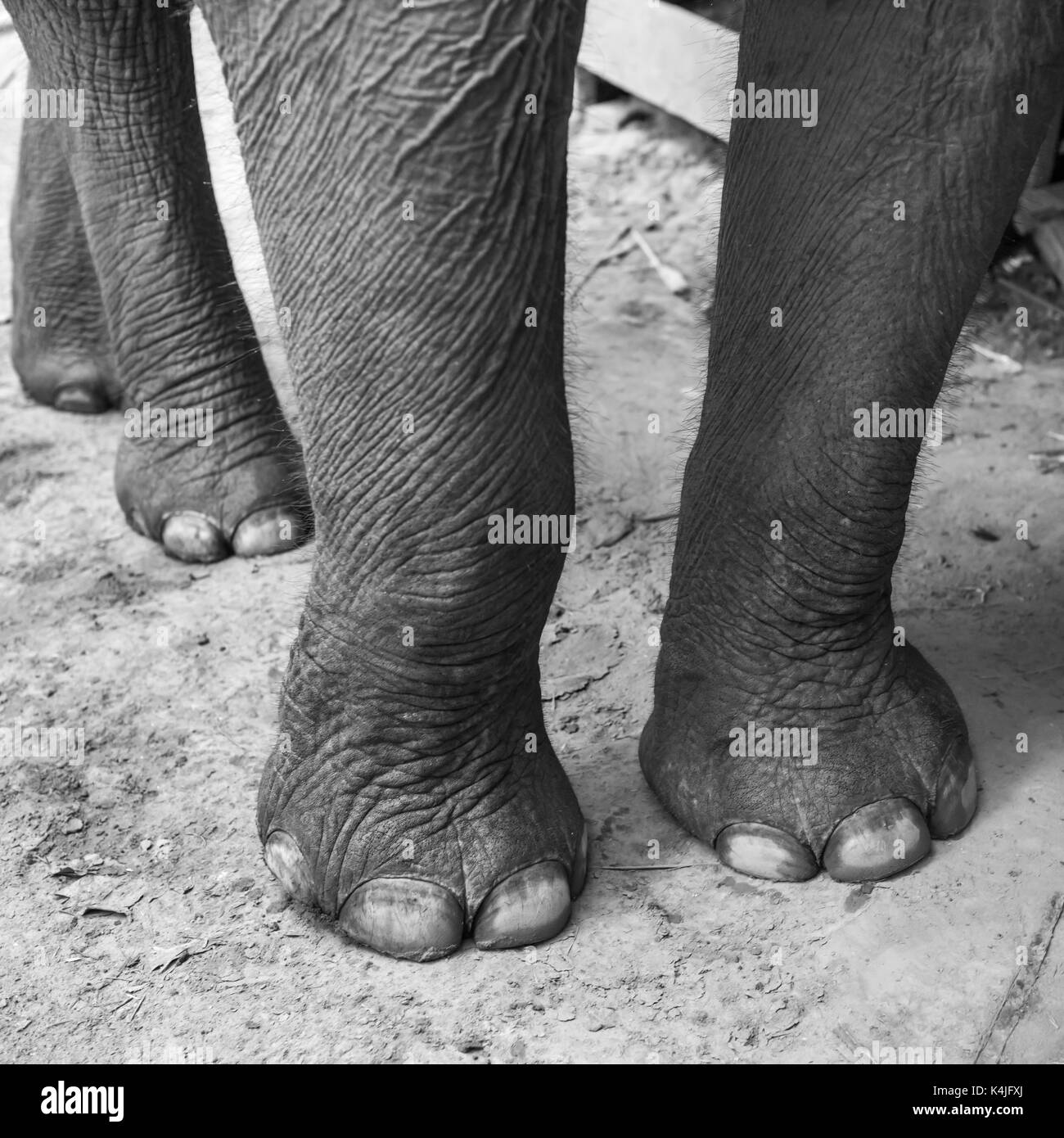 Le gambe di un elefante, tad mare cascata, Luang Prabang, Laos Foto Stock