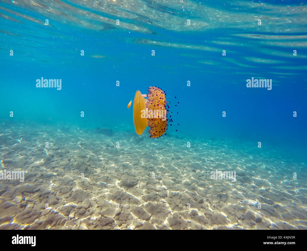 Colorato meduse nel mare Egeo. cotylorhiza tuberculata medusa. Foto Stock