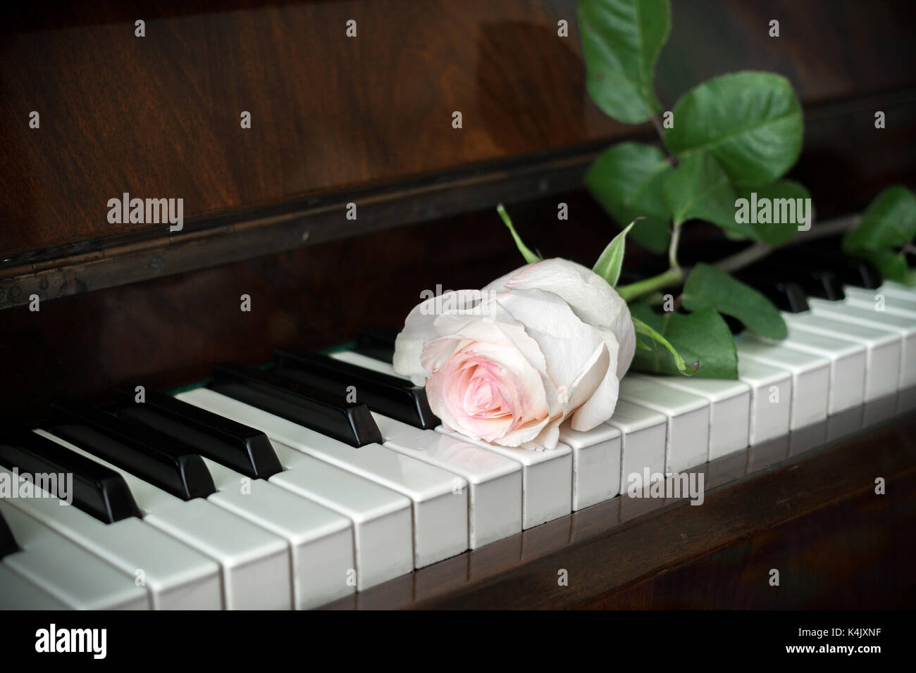 Tastiera di pianoforte e una rosa pallido rosa È su di esso coricata. Foto Stock