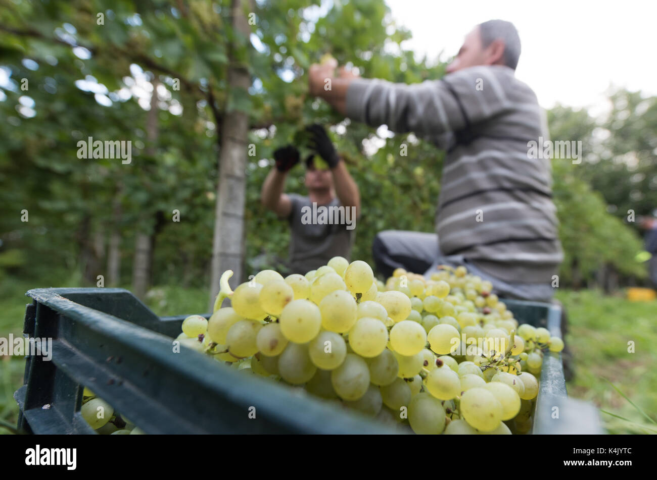 Un ungherese lavoratore stagionale picks Mueller-Thurgau uve in un vigneto di Gottenheim, Germania, 6 settembre 2017. La vendemmia è iniziata in Baden. Foto: Patrick Seeger/dpa Foto Stock