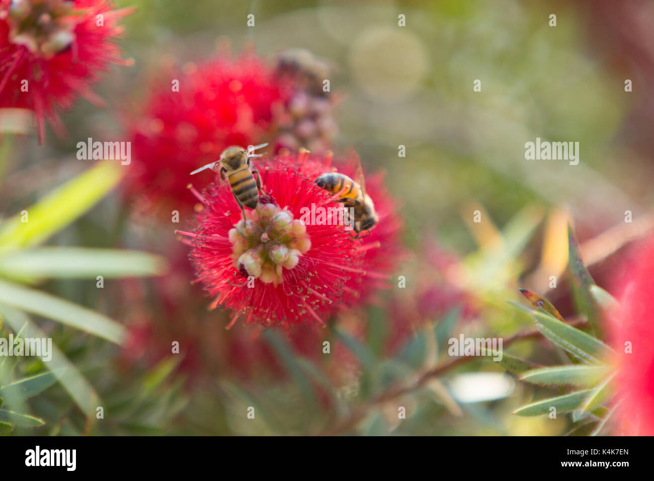 Asuncion in Paraguay. 6 Sep, 2017. Giornata di sole in Asuncion con temperature intorno ai 30°C come il miele api (Apis mellifera) raccolgono nettare dal piangere scovolino da bottiglia (Melaleuca viminalis) fiori mentre fioriscono in tutto il sole invernale. Credito: Andre M. Chang/ARDUOPRESS/Alamy Live News Foto Stock