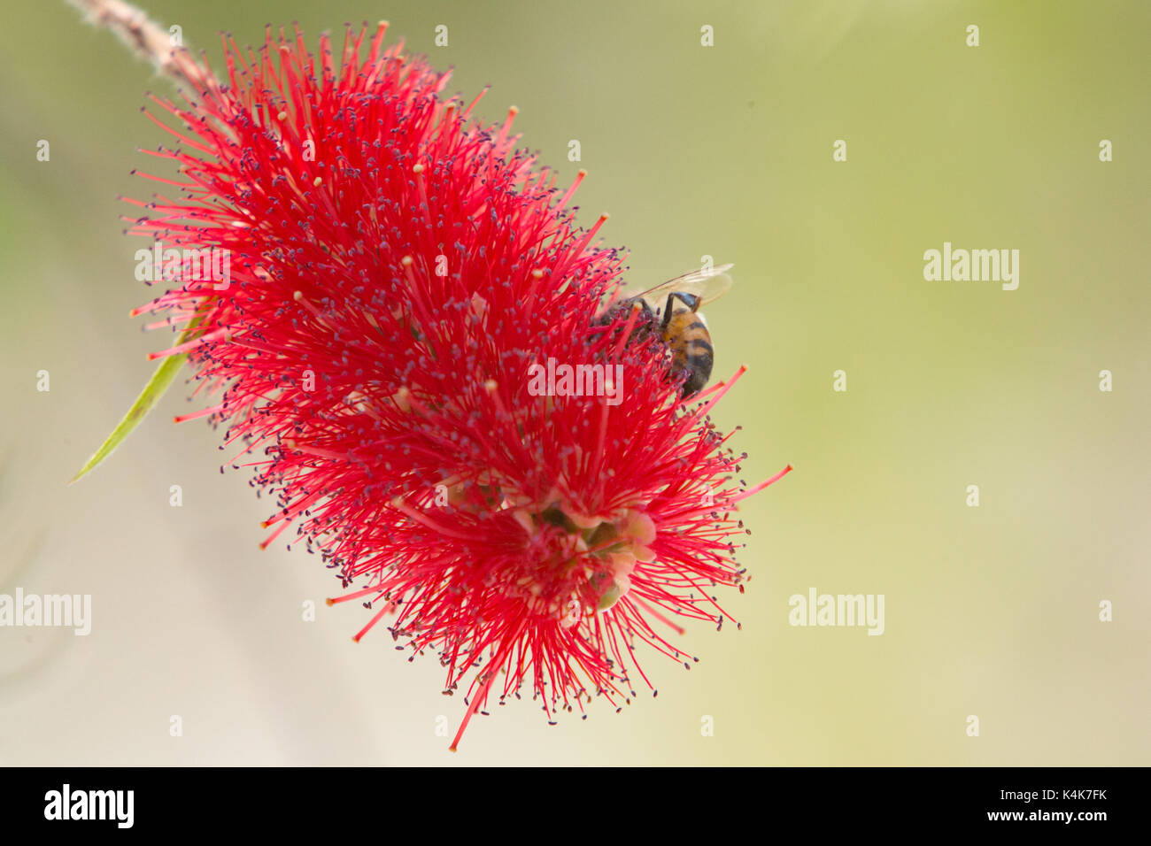 Asuncion in Paraguay. 6 Sep, 2017. Giornata di sole in Asuncion con temperature intorno ai 30°C come il miele api (Apis mellifera) raccolgono nettare dal piangere scovolino da bottiglia (Melaleuca viminalis) fiori mentre fioriscono in tutto il sole invernale. Credito: Andre M. Chang/ARDUOPRESS/Alamy Live News Foto Stock