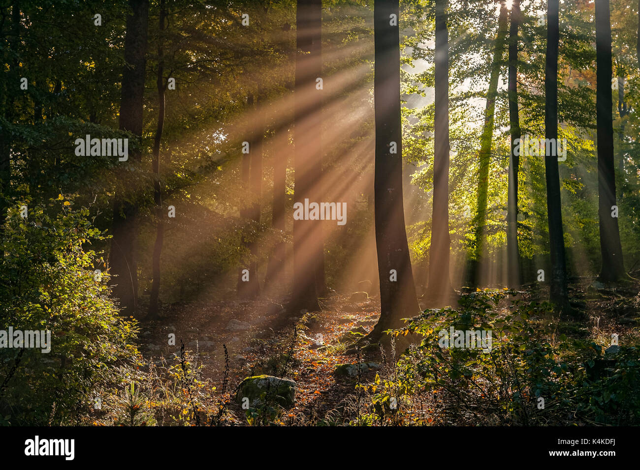 Foresta di autunno al mattino, Sunray, Soonwaldsteig, Hunsrück, Renania-Palatinato, Germania Foto Stock