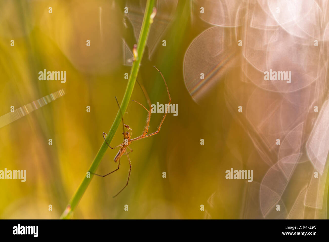 Tratto comune-spider (tetragnatha extensa) all'grashalm, retroilluminazione, giardino, oelsnitz nel Vogtland, Bassa Sassonia, Germania Foto Stock
