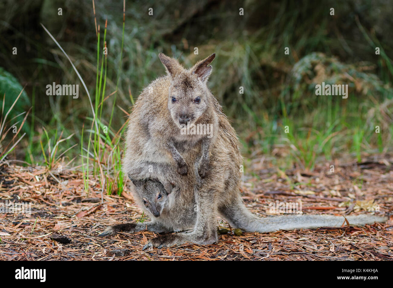 Rosso-un wallaby dal collo con joey in sua custodia. Foto Stock