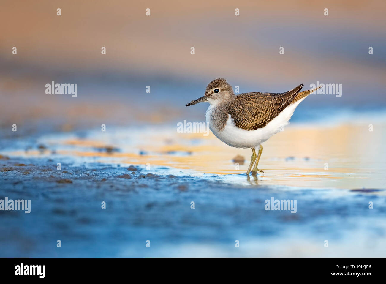 Sandpiper comune (actitis hypoleucos),rovistando nel mudflat, costa del mare del Nord, SCHLESWIG-HOLSTEIN wadden sea Foto Stock