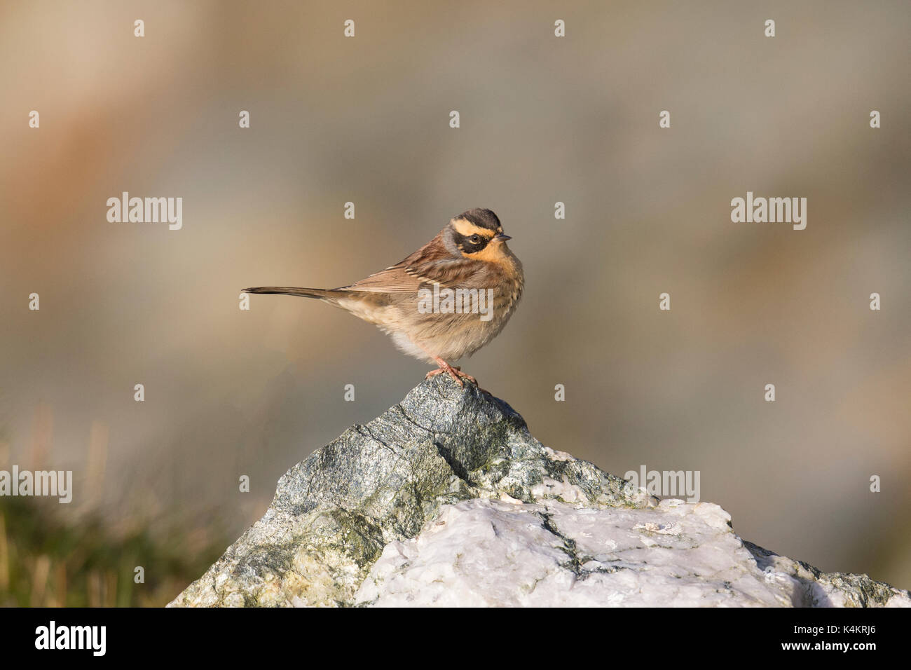 Siberian accentor (prunella montanella), isole Shetland Scozia, Regno Unito, ottobre 2016. Il primo record di questa specie in Gran Bretagna Foto Stock