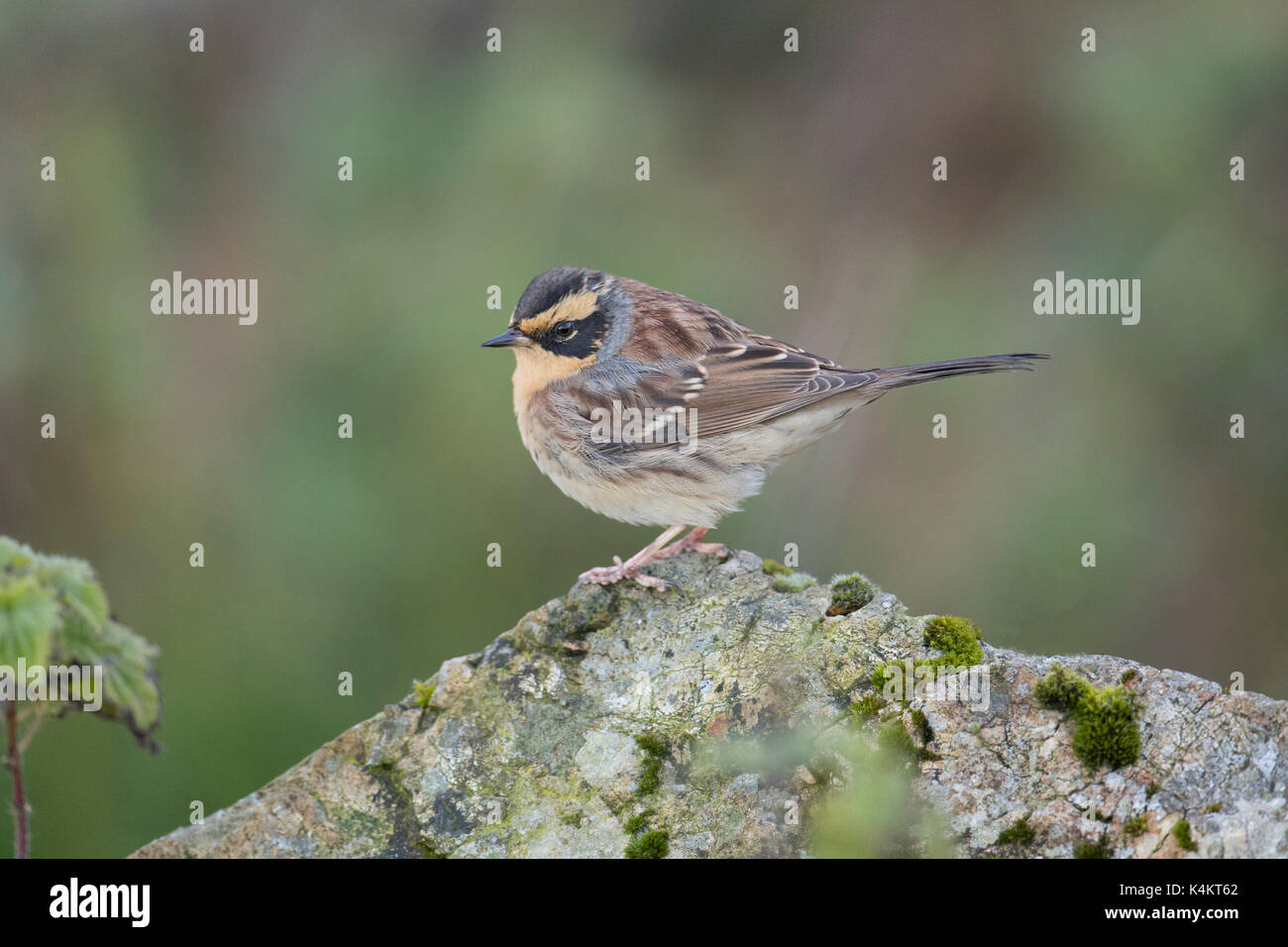 Siberian accentor (prunella montanella), isole Shetland Scozia, Regno Unito, ottobre 2016. Il primo record di questa specie in Gran Bretagna Foto Stock