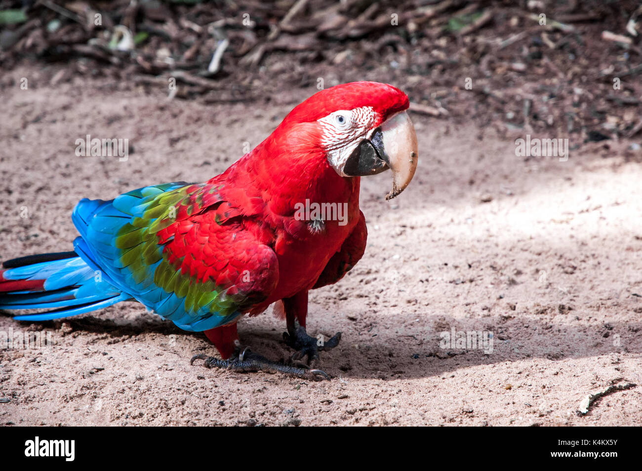 Brasiliano macaw rosso Foto Stock