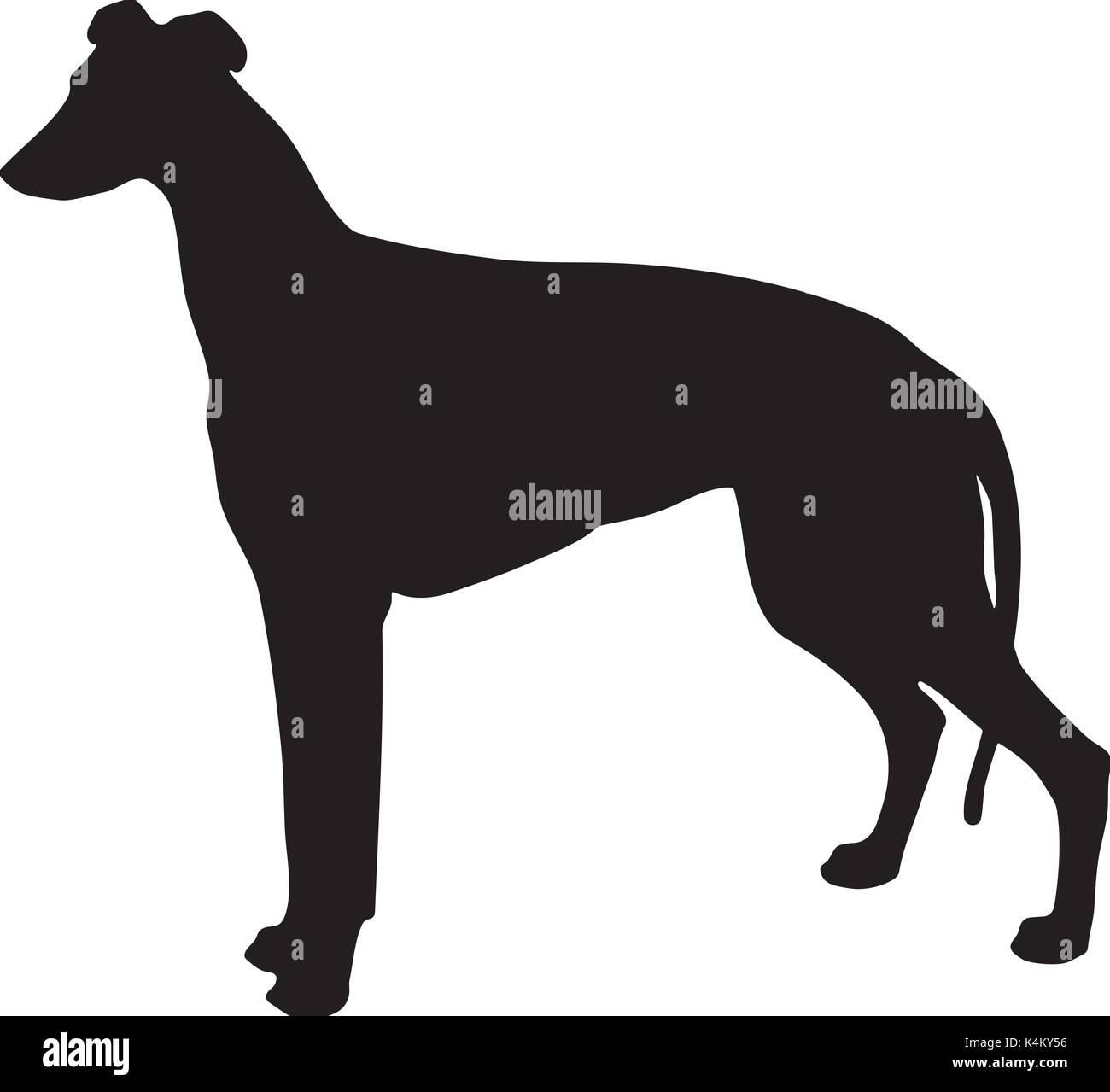 Silhouette di un cane bianco e nero levriero Illustrazione Vettoriale