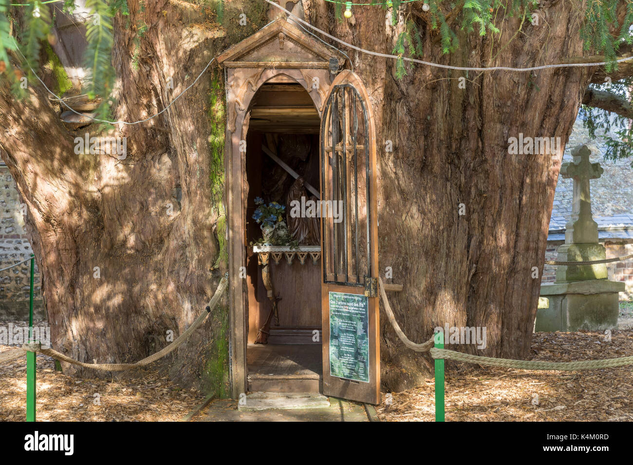 Francia, Eure (27), la Haye-de-Routot, ifs millénaires dans le cimetière de l'église, chapelle Sainte-Anne, dans le tronc de l'if est // France, Eure, Foto Stock