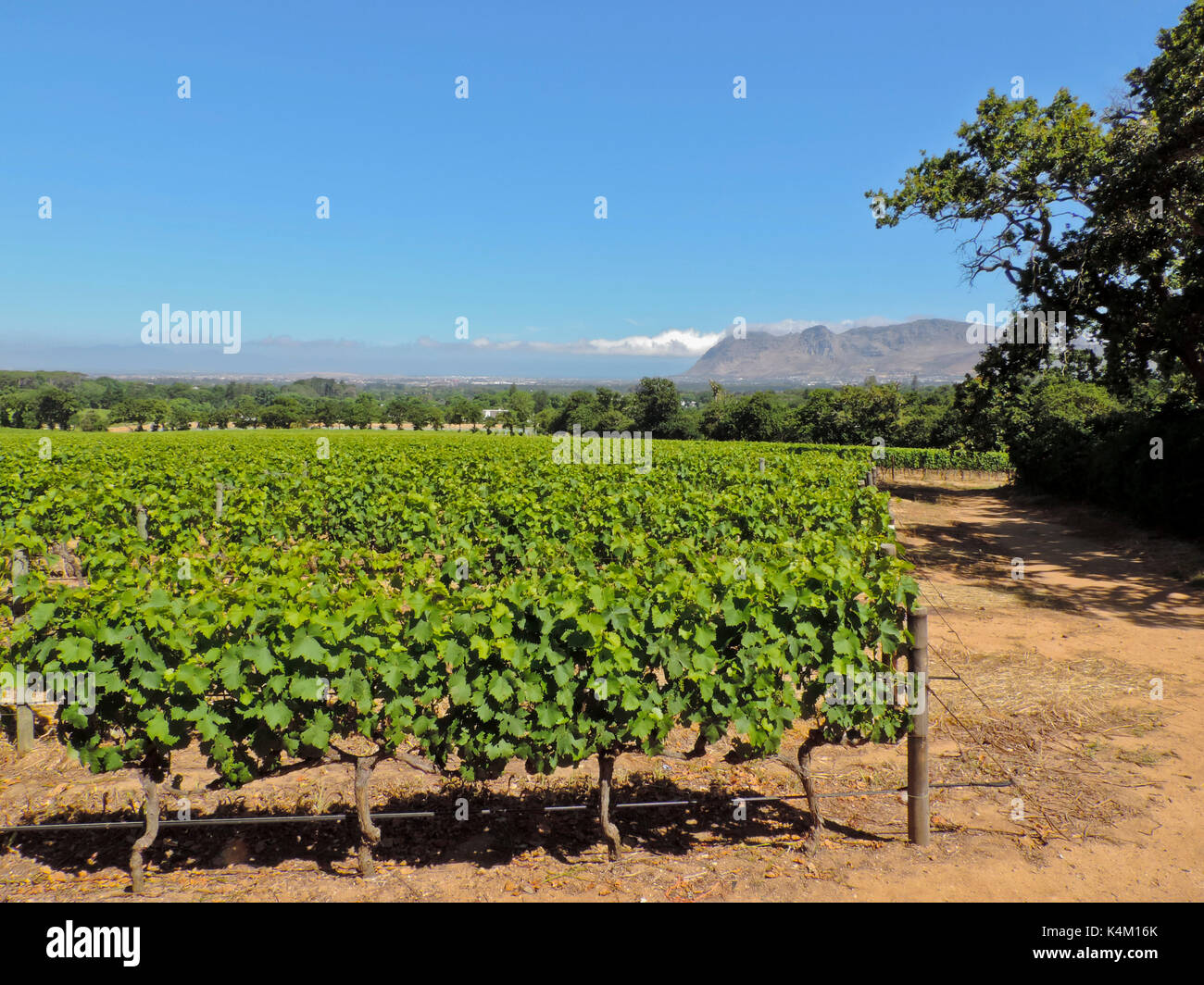 Vista panoramica dei vitigni a Groot Constantia vigna con table mountain in distanza, di Città del Capo SUD AFRICA Foto Stock