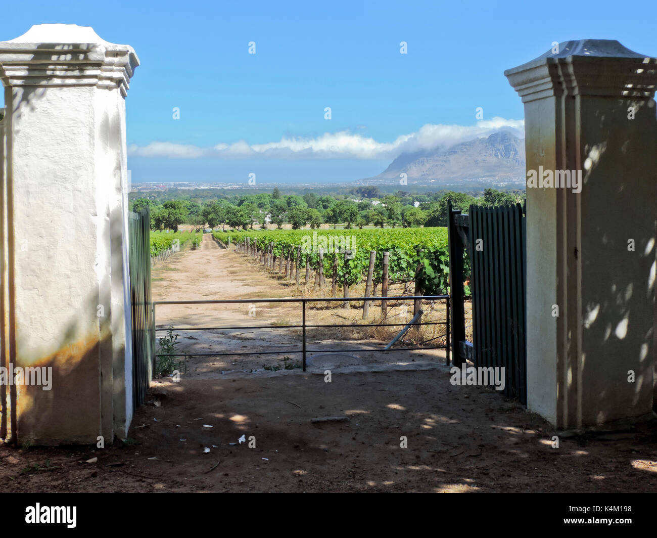 Vista panoramica dei vitigni attraverso colonne di gate a Groot Constantia vigna con table mountain in distanza, di Città del Capo SUD AFRICA Foto Stock