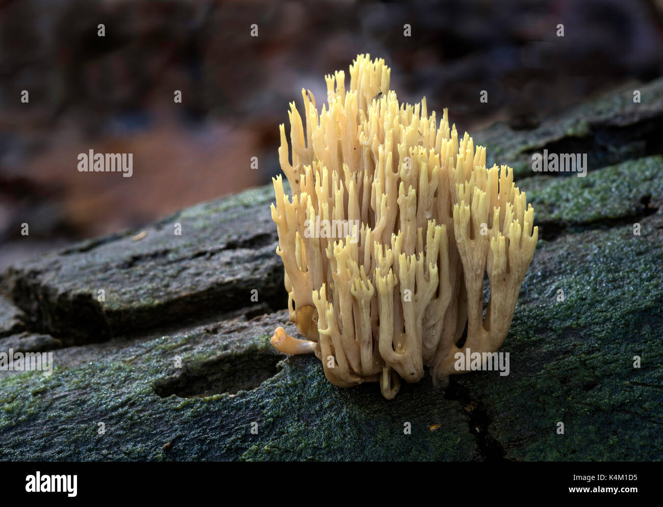Ramaria stricta (montante Coral fungo) Foto Stock