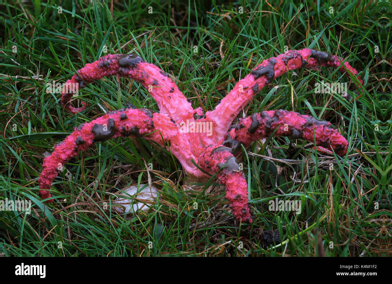 Devil's dita fungo che mostra l'uovo di una seconda fungo Foto Stock