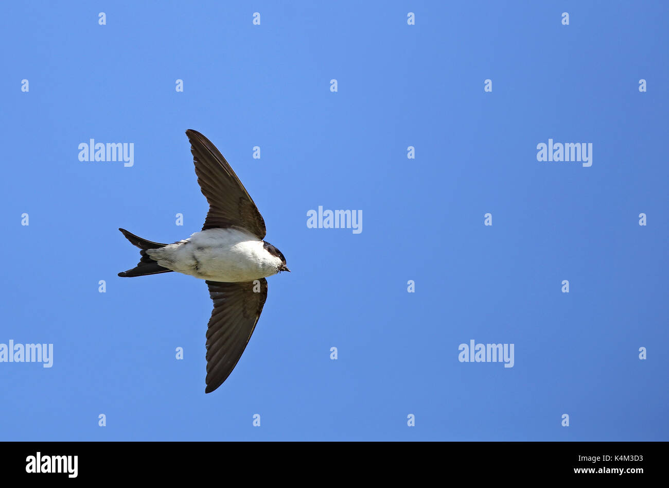 Casa martin, Delichon urbicum, volare sotto il cielo blu Foto Stock