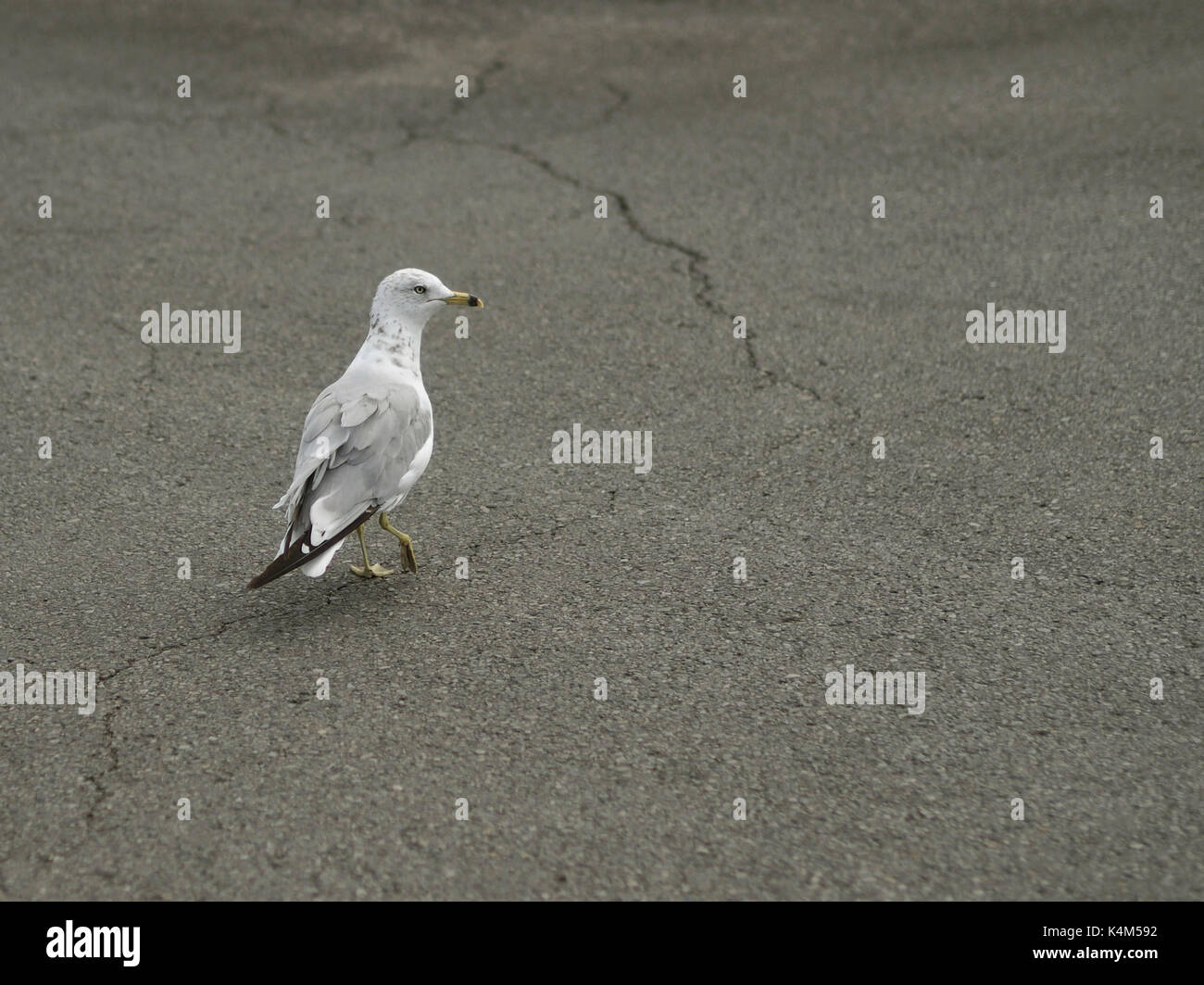 Seagull sulla spiaggia, libertà, paesaggio, grazia, cercando; natura; esterni; profilo; sabbia; seagull; in piedi; uccelli di mare; guardando;; selvatici selvatici; Foto Stock