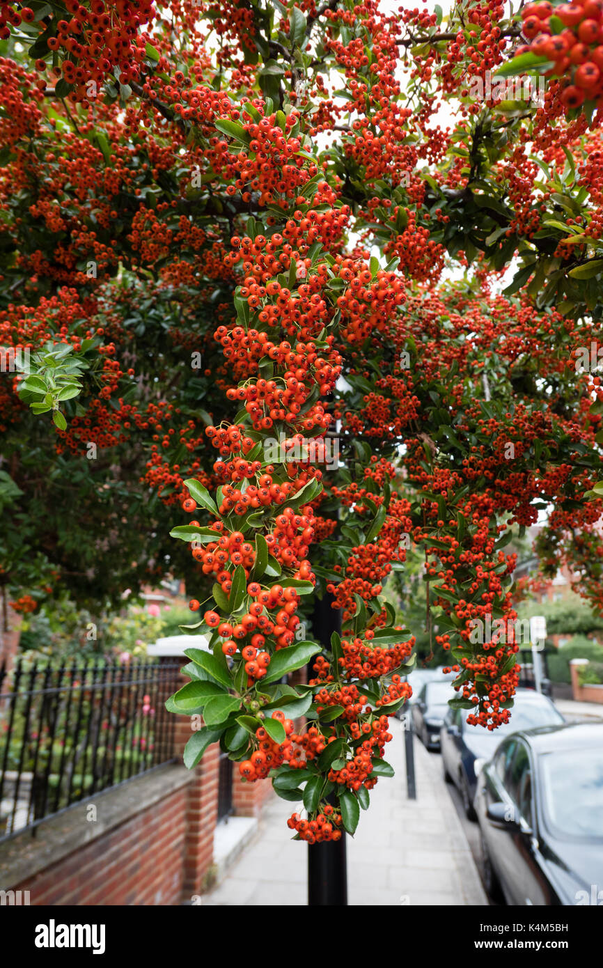 Pyracantha bacche sovrasti una strada di Londra Foto Stock