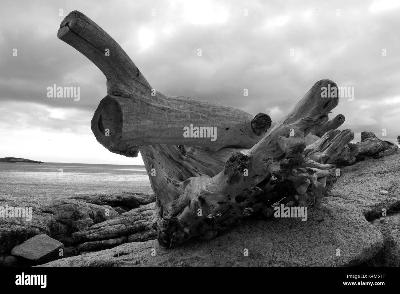Driftwood su popham beach - b&w. popham, Maine Foto Stock