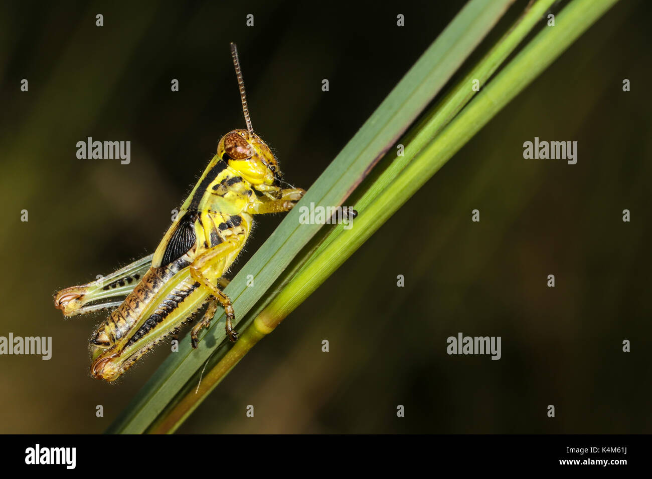 I capretti due strisce grasshopper - Melanoplus bivittatus Foto Stock