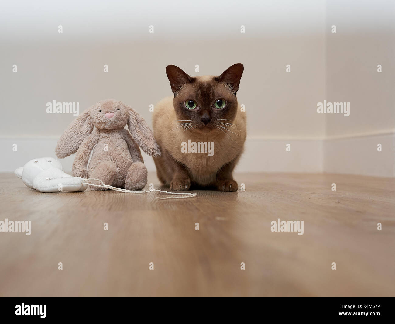 "Tia" in posa per un ritratto in cucina con il suo amico il giocattolo di coniglio Foto Stock