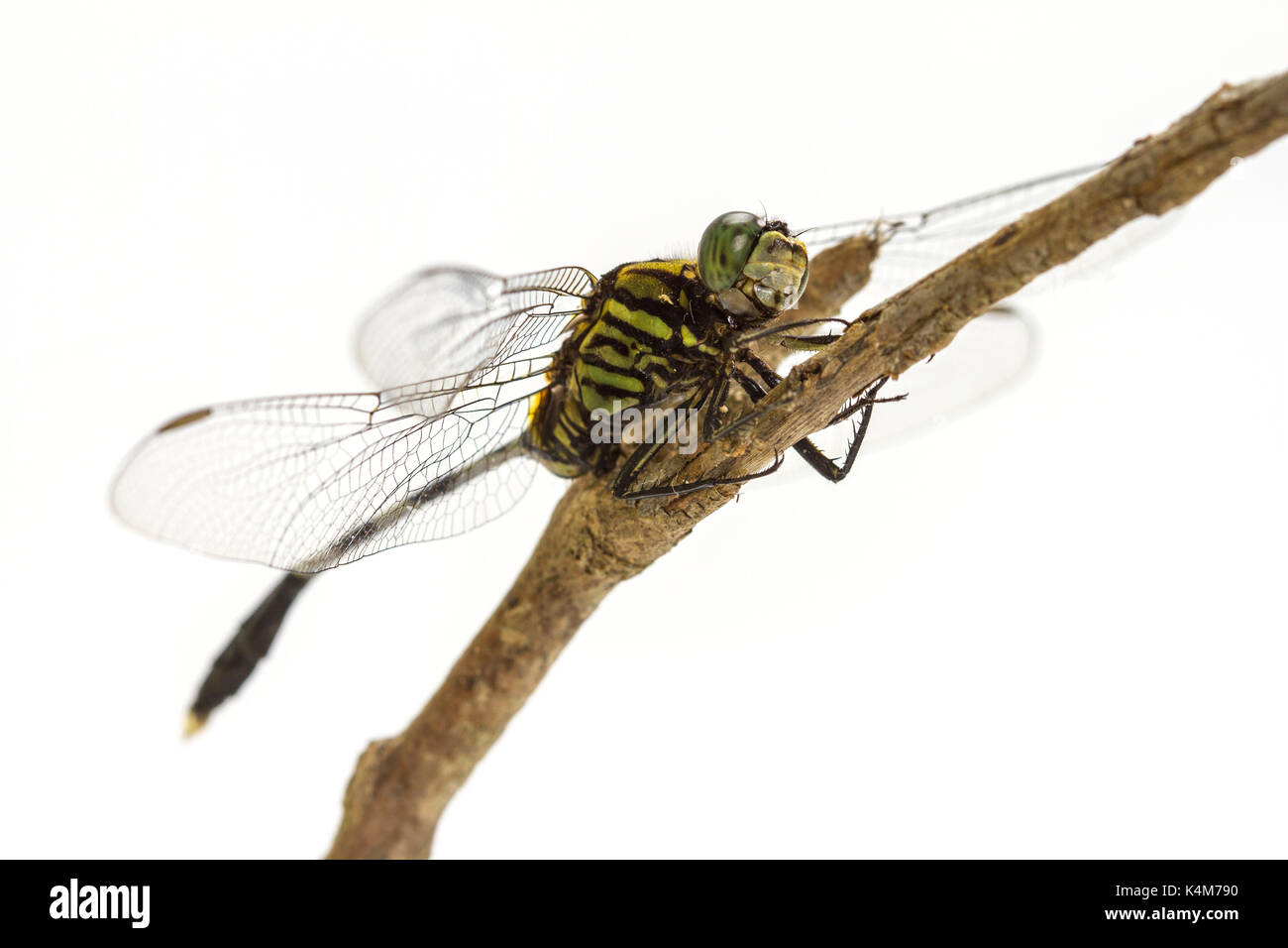Dragonfly appollaiato su un ramo di albero isolato su uno sfondo bianco Foto Stock
