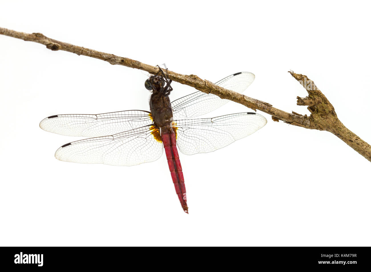 Dragonfly appollaiato su un ramo di albero isolato su uno sfondo bianco Foto Stock