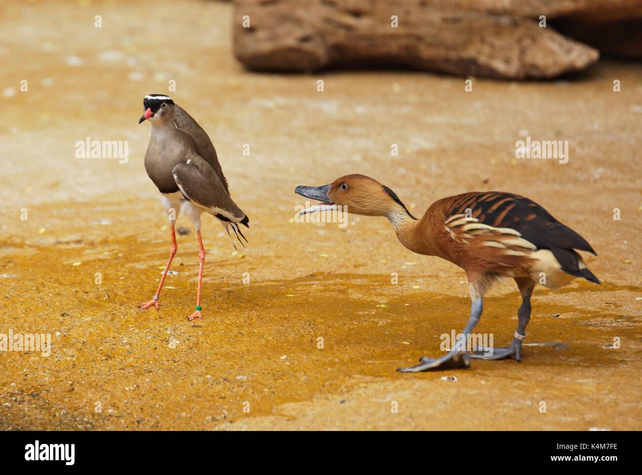Sibilo Fulvous anatra (Dendrocygna bicolor) sibili a incoronato pavoncella (Vanellus coronatus) Foto Stock