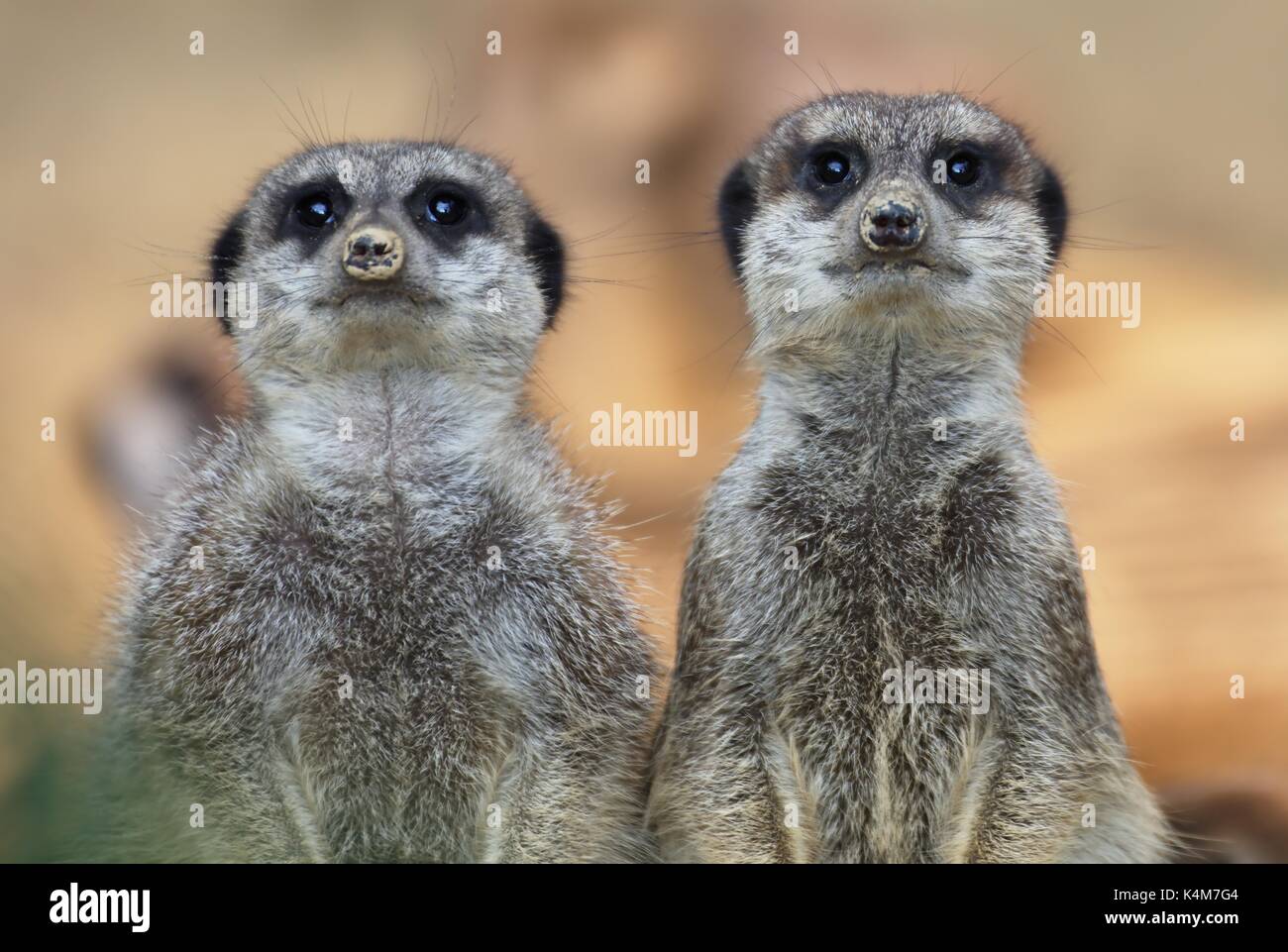 Meerkats (Suricata suricatta), captive Foto Stock