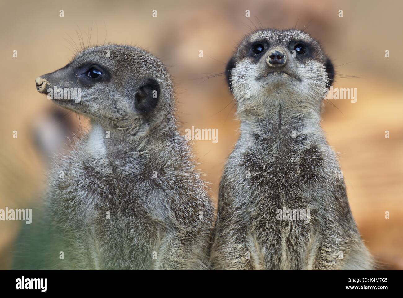 Meerkats (Suricata suricatta), captive Foto Stock