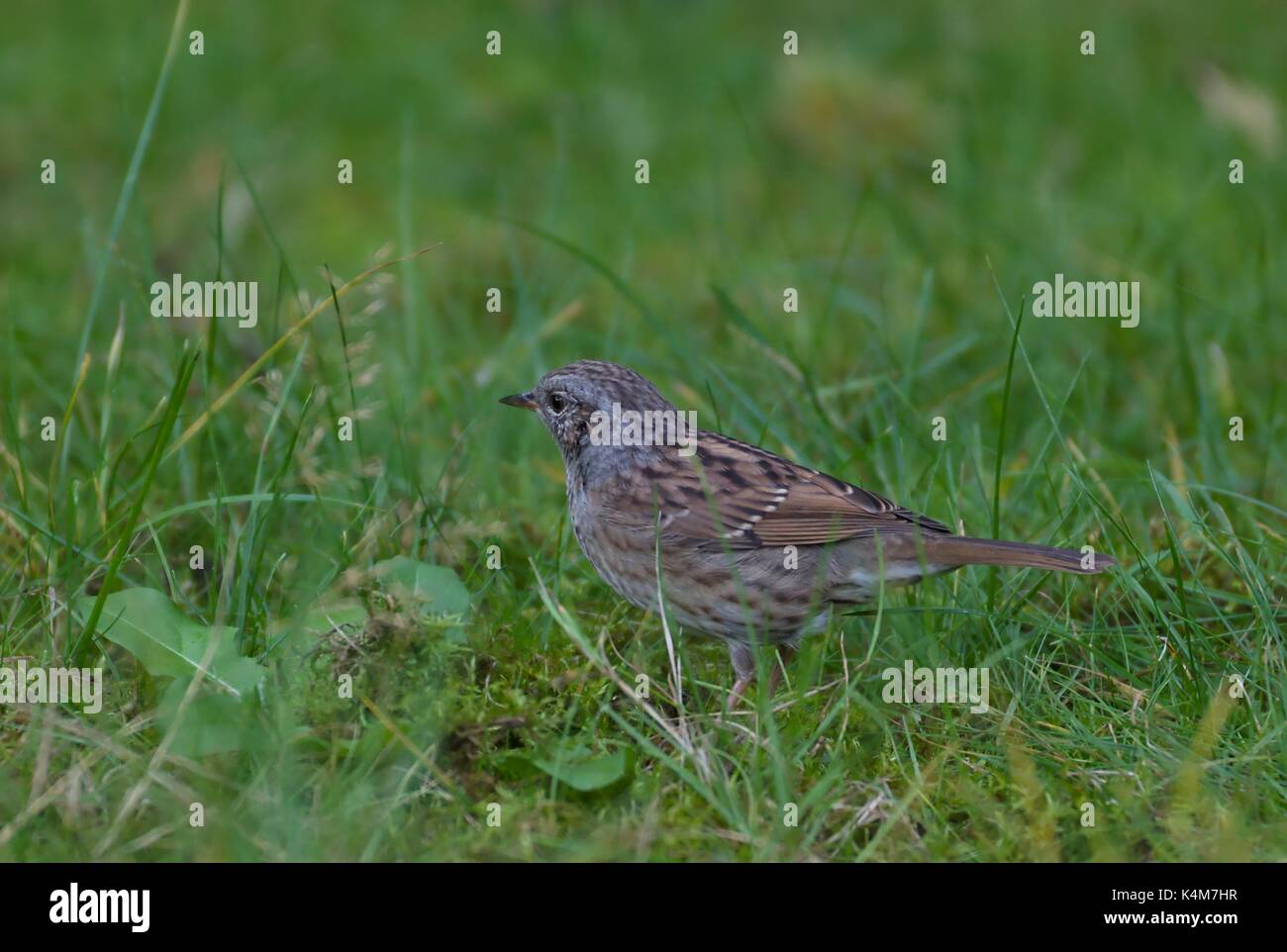 Hedge sparrow, dunnock - (prunella modularis) Foto Stock