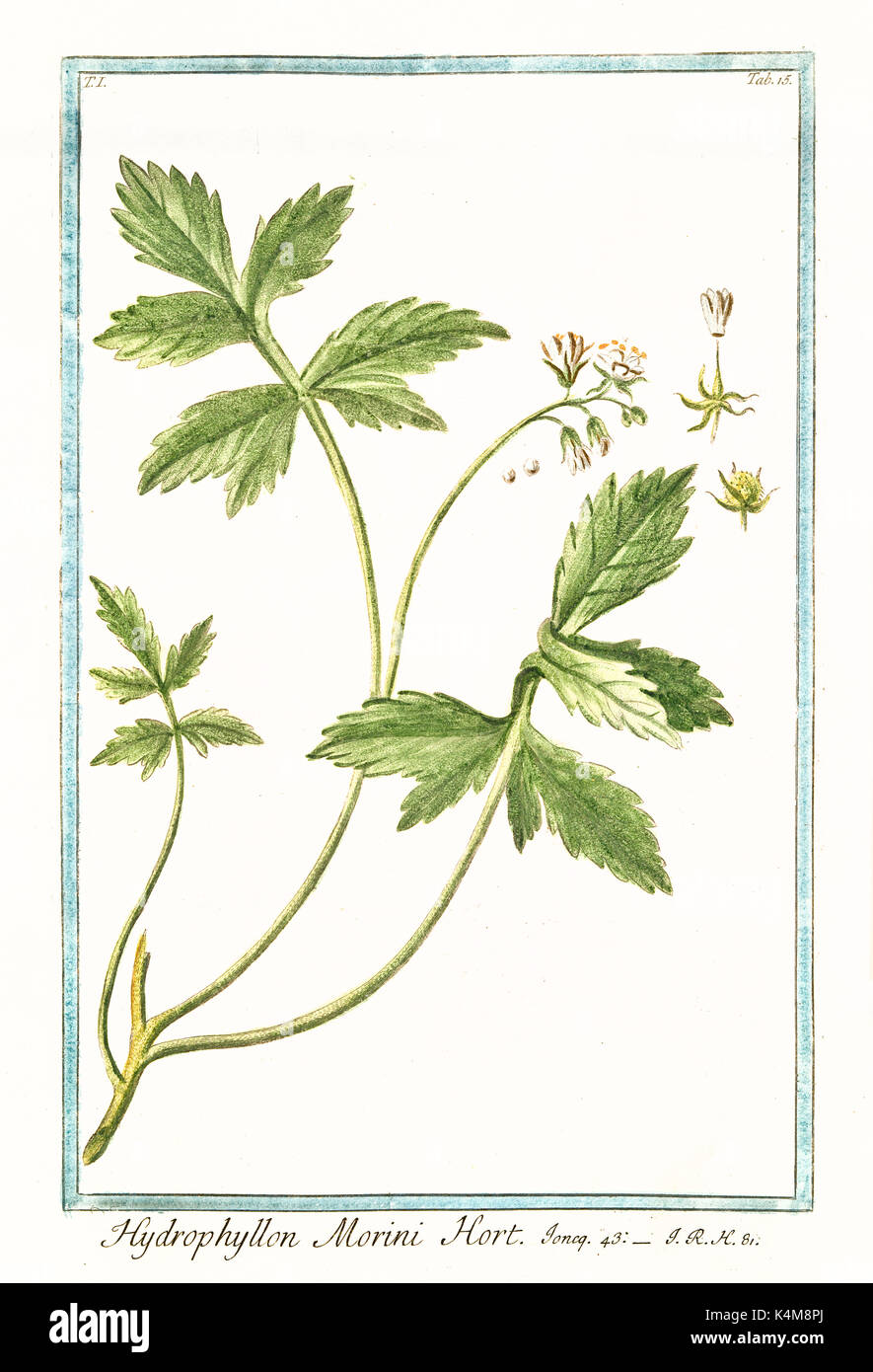 Vecchia illustrazione di Hydrophyllum morini. Da G. Bonelli Sul Hortus Romanus, publ. N. Martelli, Roma, 1772 - 93 Foto Stock