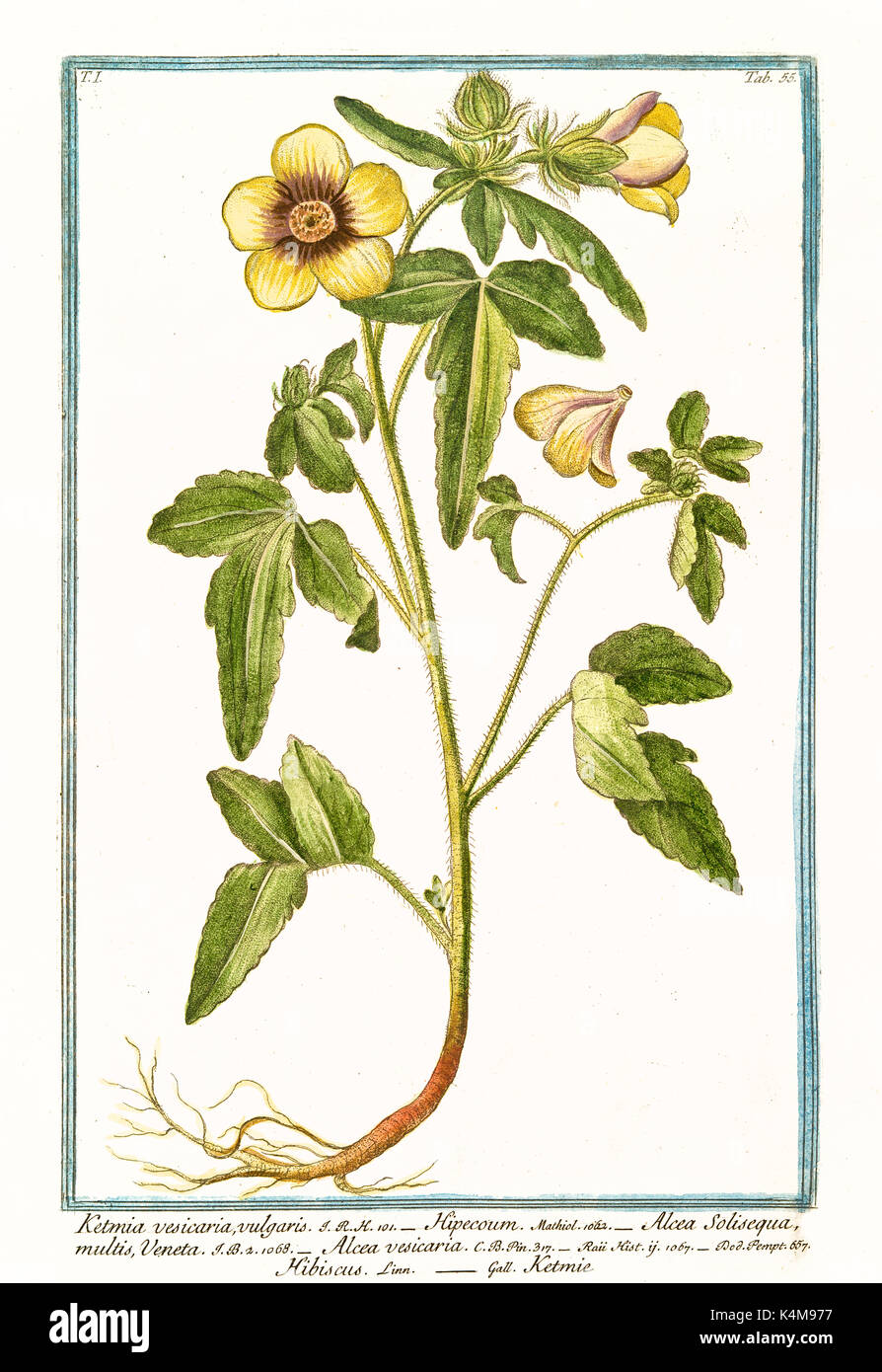 Vecchia illustrazione di Ketmia vesicaria vulgaris (Hibiscus trionum). Da G. Bonelli Sul Hortus Romanus, publ. N. Martelli, Roma, 1772 - 93 Foto Stock